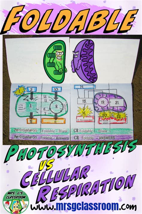 Cellular Respiration Steps Inputs And Outputs Blog Free Download Games