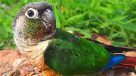 Green Conure Bird Sounds My Green Cheek Conure Singing For To Day So