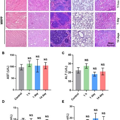 In Vivo Biosafety Validation Of Mmpp Nanoparticles A Hande Staining