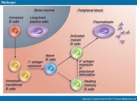 B Cell Differentiation Pathway