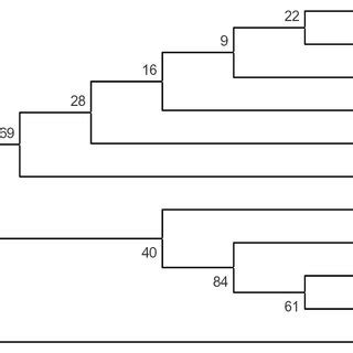 Neighbor Joining Tree Showing The Position Of Isolate Paenibacillus