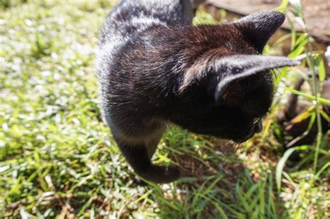 Free Images Grass Wildlife Kitten Cat Mammal Fauna Whiskers