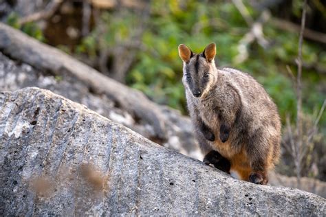 Wildlife — Jenolan Caves