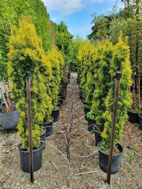 Taxus Baccata Fastigiata Aurea Golden Irish Yew