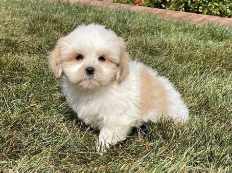 Lhasa Apso Puppies for sale Fresno - Puppies for Sale Near Me