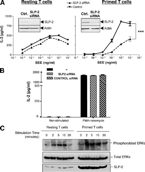 Modulation Of Human Peripheral Blood T Cell Responses By Slp A