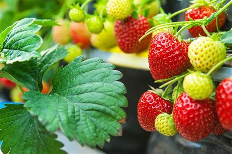 Erdbeeren Pflanzen Vermehren Pflegen SchÖner Wohnen