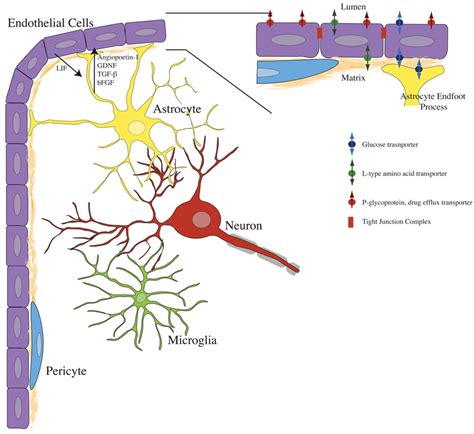 Endothelial Cells Interact With A Variety Of Brain Cell Types To Download Scientific Diagram