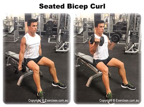 Seated Bicep Curls