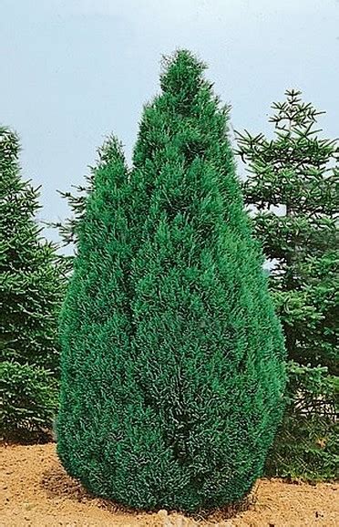 Chamaecyparis Lawsoniana ‘columnaris Rasadnik Lević