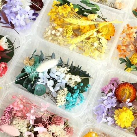 Jual Dried Flower Box Container Mix Bunga Kering Shopee Indonesia