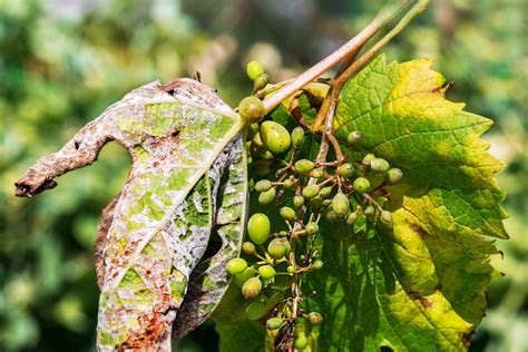 Krankheiten Der Weinrebe Erkennen Behandeln Symptome Tipps