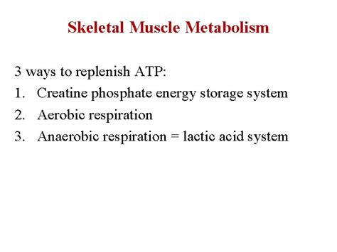 Muscle Tissue Cont Muscle Metabolism Chapter 10 Skeletal