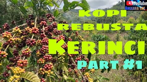 Melihat Salah Satu Kebun Kopi Di Kerinci Petani Tamiai Kerinci Part