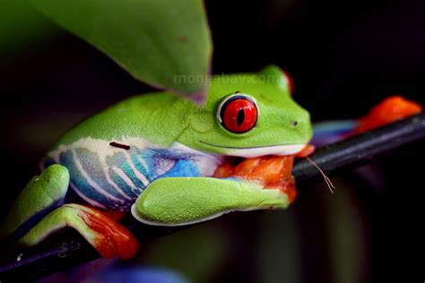 Rainforest frogs: Tree frog silhouetted on a rainforest leaf