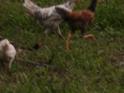 Ladang Ternakan Ayam Kampung