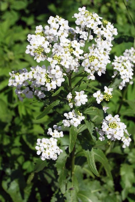 Bright white flowers stock photo. Image of botanical - 33791728