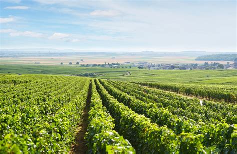 Bubbles and Baguettes: The Best Time to Visit Champagne France ...