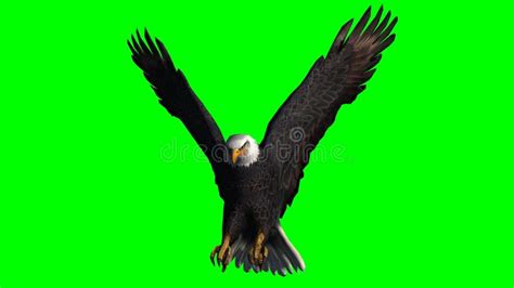 Bald Eagle In Fly Green Screen Stock Image Image Of Eagle Alaska