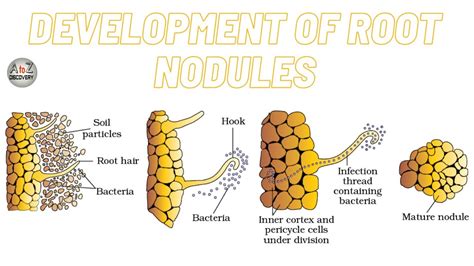 What Are Nodules In Plants? What Functions Do They Serve?, 51% OFF