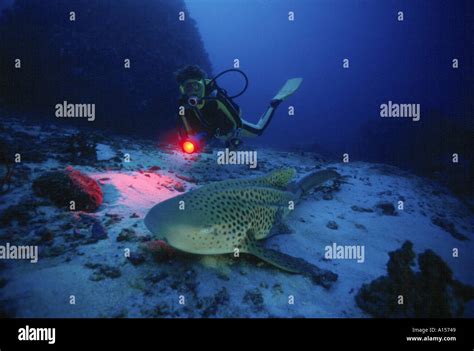 Diver Over A Leopard Shark Thailand Similan Islands Stock Photo Alamy