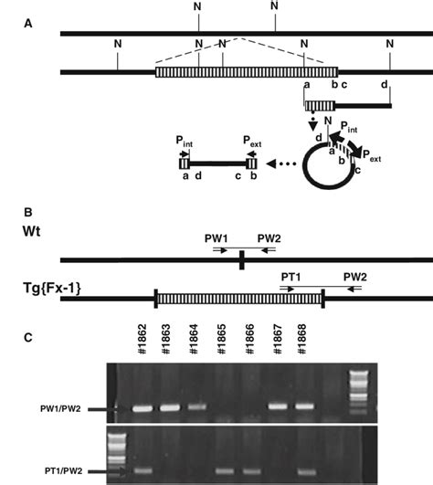 Genotyping Strategy For The Tg Fx Insertion Site Locus A The