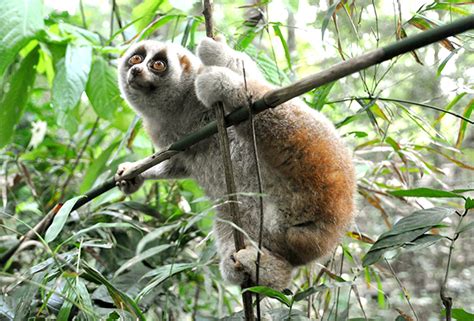 Bengal Slow Loris Endangered Primate Rescue Center