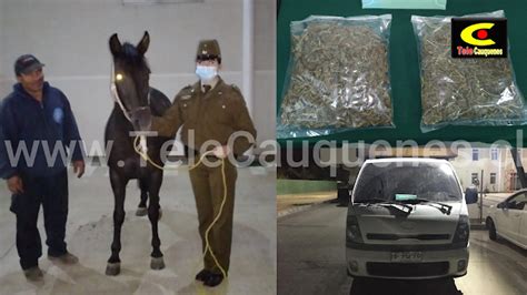 Carabineros de Cauquenes detuvo a un sujeto por abigeato receptación