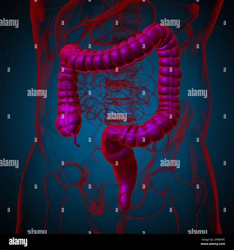 Large Intestine 3d Illustration Human Digestive System Anatomy For