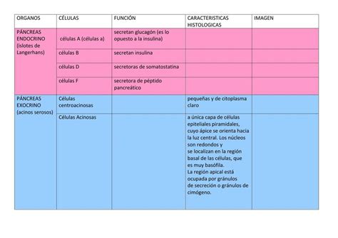 SISTEMA DIGESTIVO Naimid Maccario Encinas UDocz