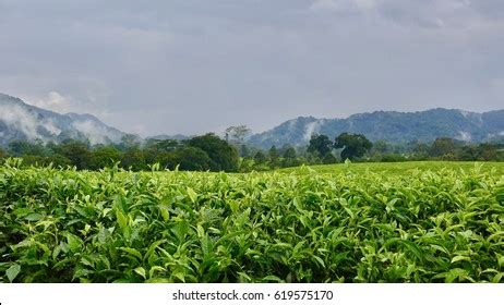 245 Rwanda tea plantations Images, Stock Photos & Vectors | Shutterstock