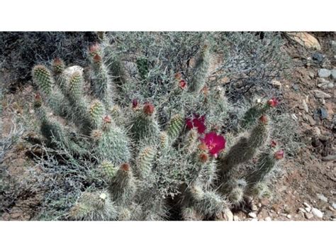 Comprehensive Guide To Caring For Opuntia Snow Cactus Harvest Indoor