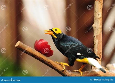 Bird Yellow Faced Mynah Stock Photo Image Of Nature Species