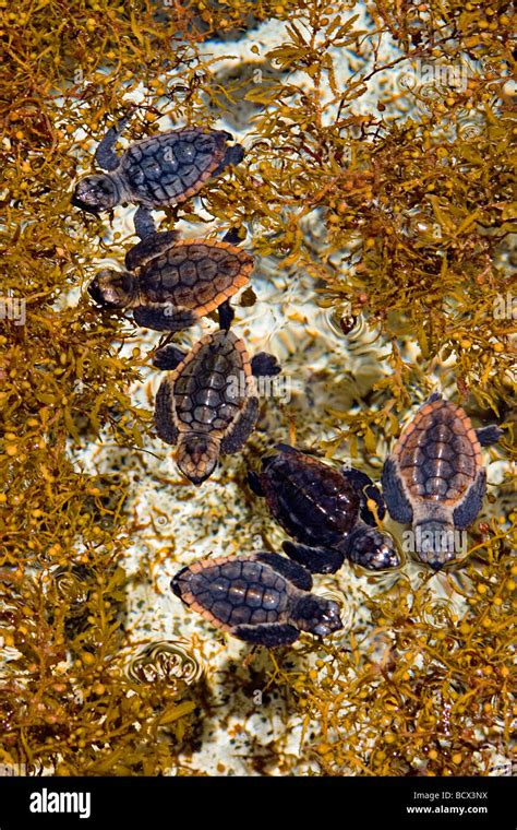 loggerhead turtle hatchlings, taking refuge among sargassum weed ...