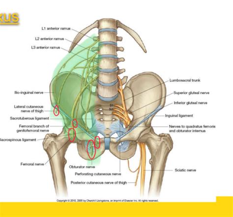 Lumbosacral Plexus Flashcards Quizlet