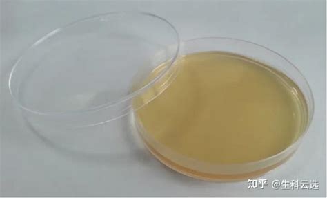 干货分享 常见的微生物培养基 知乎