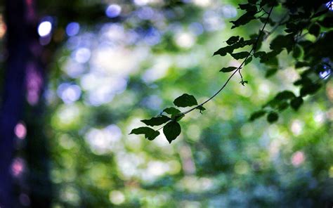 Fondos De Pantalla Luz De Sol Bosque Naturaleza Plantas Rama