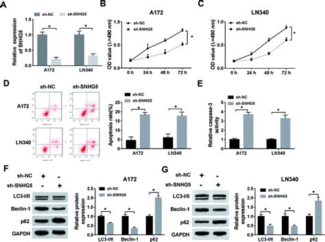 The Effect Of Snhg Knockdown On Proliferation Apoptosis And