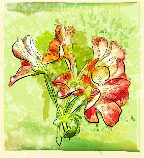 Flor del geranio stock de ilustración Ilustración de aislado 71519579