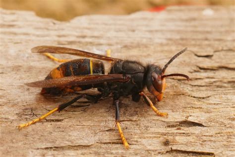 Aziatische Hoornaar Vespa Velutina Nigrithorax Alle Info