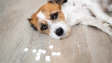 Mi Perro Comi Veneno Qu Hacer Para Salvarlo