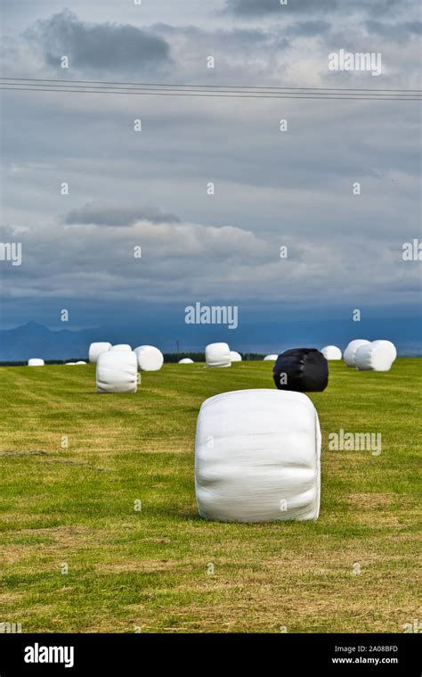 Straw Bales Protected With Black And White Plastic In Icelandic Farm