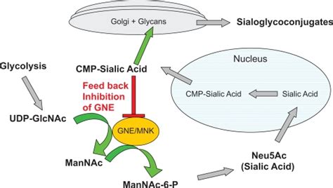 Sialic acid pathway. GNE/MNK is the rate limiting step in the pathway.... | Download Scientific ...