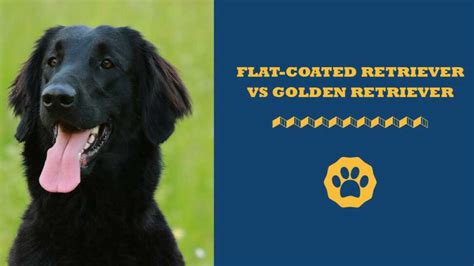 Flat-Coated Retriever vs Golden Retriever: Differences Explained