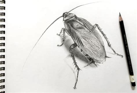 Aggregate 97+ cockroach drawing easy - nanoginkgobiloba.vn