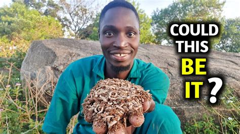 Growing Maggots As Cheap Chicken Feed Black Soldier Fly Larvae Youtube