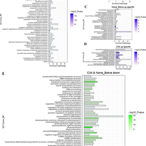 Common And Variety Specific Biological Process Enrichments Of Salt