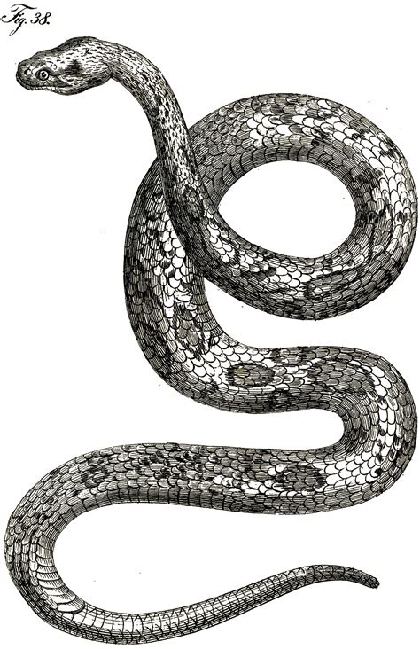 Black And White Snake Drawing Drawing Word Searches