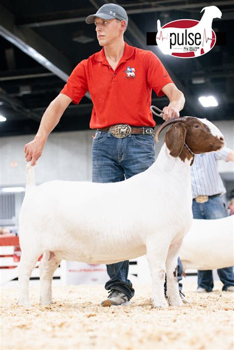 American Boer Goat National Show Open Fullblood Does Division Iii