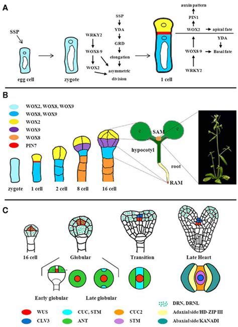 Frontiers Embryonic Development In Arabidopsis Thaliana From The